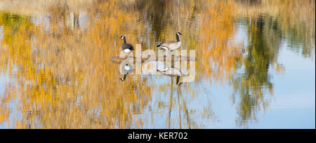 Zwei kanadische Gänse steht auf einer künstlichen Insel in einem Teich Bäume mit goldenen und grünen Blätter sind das Spiegelbild des Wasser gesehen. Stockfoto