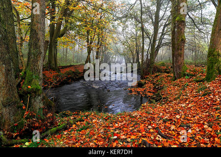 River Washburn Nidderdale North Yorkshire Stockfoto