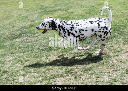 Hund im Park mit einem Tennisball im Mund Schwanzwedeln allein niemand Hund genießen Sommer Seite Profil ansehen © Myrleen Pearson Stockfoto