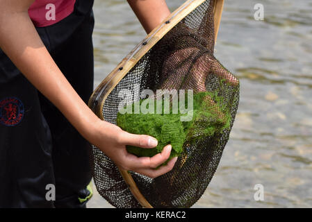 Frau Ernte Mekong River Moss, eine örtliche Spezialität in Laos. Stockfoto