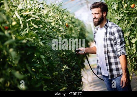 Junge Landwirt seine Pflanzen schützen mit Chemikalien Stockfoto