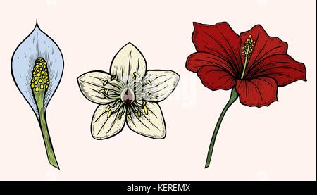 Vintage botanischen Abbildung von Hand zeichnen Farbe Sammlung von Blumen. Vektor. Stock Vektor