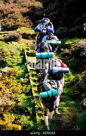 Eine Gruppe von Wanderern klettern hölzernen Stufen, eine moorlandschaft Hang. Stockfoto