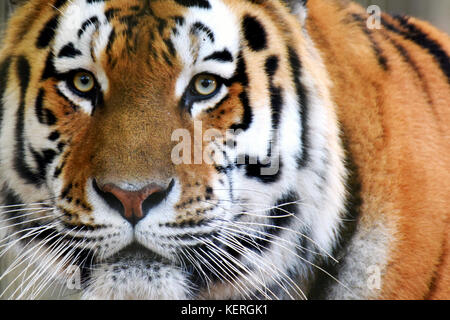 Sibirische Tiger (Panthera tigris altaica), auch genannt Amur tiger intensive an der Kamera schaut. Horizontale Nahaufnahme Bild. Stockfoto