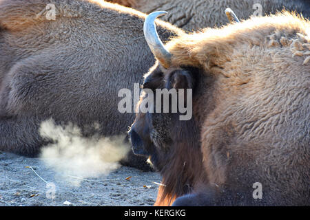 Wisent, auch bekannt als Wisent (Bison bonasus) mit dampfenden Atem an einem kalten Morgen. Stockfoto