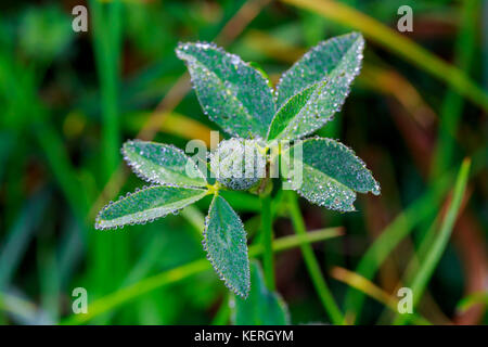 Frühling. Schöne natürliche Hintergrund des grünen Grases mit Tau und Wasser Tropfen. Saisonale Konzept - Morgen in der Natur. Stockfoto