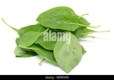 Ehe Weinblatt auf dem weißen Hintergrund Stockfoto