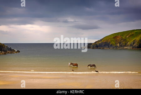 Zu Fuß zu einem verletzten Pferd im Meer für Salzwasser Therapie, dunabrattin Cove, das Kupfer Küste, County Waterford, Irland Stockfoto