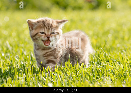 Junge Katze miauen im Gras Stockfoto
