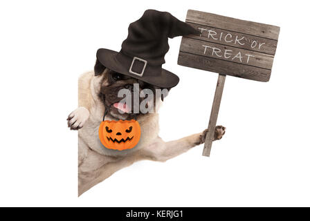 Halloween mops Welpe Hund halten, hölzernes Schild mit Text Trick oder Festlichkeit, tragen Hexenhut und Kürbis Korb, auf weißem Hintergrund Stockfoto