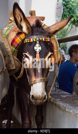 Esel in Lindos, Insel Rhodos, Griechenland Stockfoto