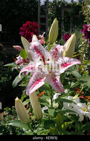 LILIUM LÖSUNG. Orientalische LILIE Stockfoto