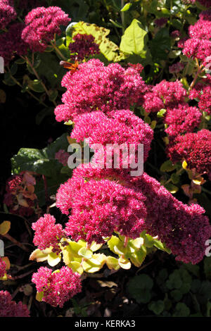 SEDUM HERBSTFREUDE. HERBST FREUDE. FETTHENNE. Stockfoto