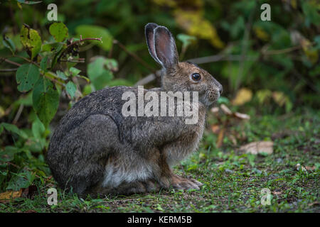 Snowshoe Hare (Lepus americanus), Sommer Fell, subarktischen Wald, Ontario, Kanada von Bruce Montagne/Dembinsky Foto Associates Stockfoto