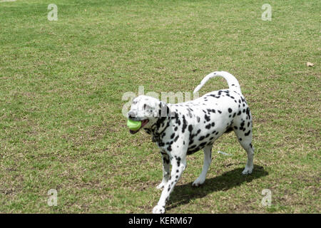 Dalmatiner walking Dog Park mit Tennis ball im Mund Vorderansicht Hund genießen Sommer niemand die volle Länge Vorderseite Profil ansehen © Myrleen Pearson Stockfoto