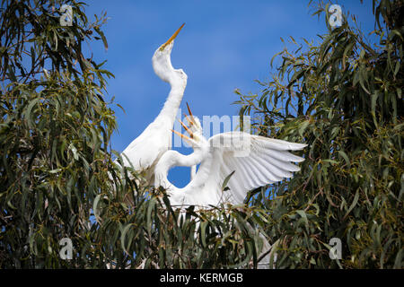 Silberreiher Elternteil Fütterung Nestlinge in der Laguna de Santa Rosa, Kalifornien Stockfoto