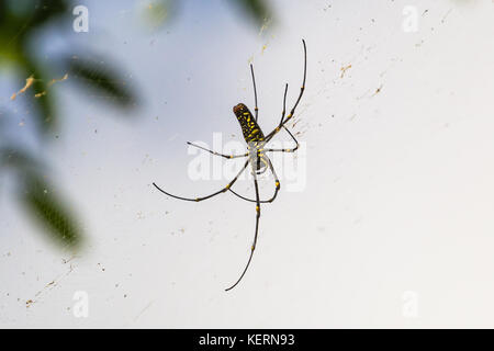 Riesige hölzerne Spinne - nephila pilipes. Stockfoto