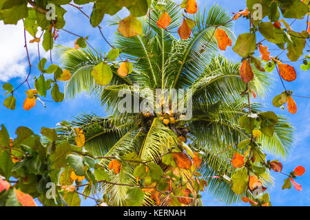 Kokospalme. Stockfoto