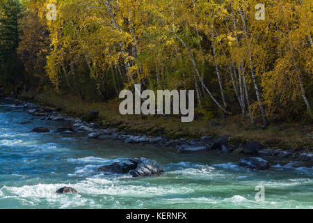 Rapids des Katun Flusses im Altai Gebirge, Russland. Stockfoto