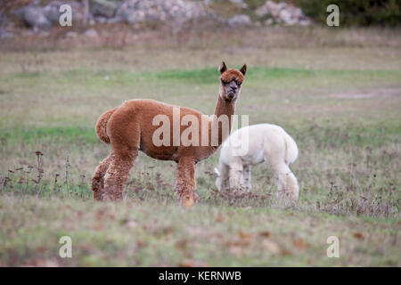 ALPACKA Tiere weiden in der schwedischen Natur 2017 Stockfoto