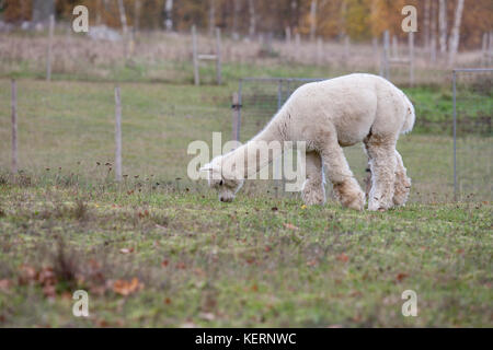 ALPACKA Tiere weiden in der schwedischen Natur 2017 Stockfoto