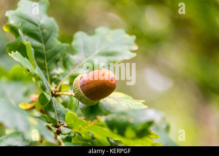 Nahaufnahme einer Eichel auf einem Zweig einer Eiche Baum in einem Wald im Herbst Stockfoto