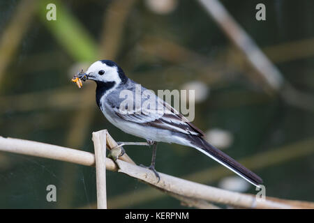 Portrait Bachstelze (Motacilla alba alba) Insekten im Schnabel Stockfoto