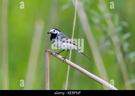 Portrait Bachstelze (Motacilla alba alba) Insekten im Schnabel Stockfoto