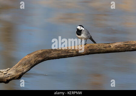 Portrait von bachstelze (Motacilla alba alba) stehend auf Zweig Stockfoto