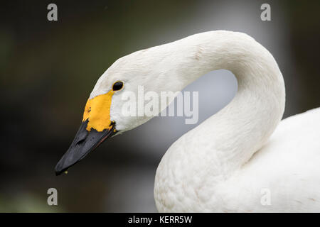 Bewick Swan ; Cygnus columbianus Einzelporträt Schottland; UK Stockfoto