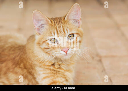 Gelbe stray Kitty Cat portrait Stockfoto