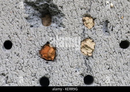 Insektenhaus verstopfte Zellen in Thermal Block Cornwall; Großbritannien Stockfoto