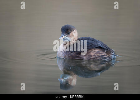 Kleiner Grebe; Tachybaptus ruficollis Single im Wintergefieder Cornwall; UK Stockfoto