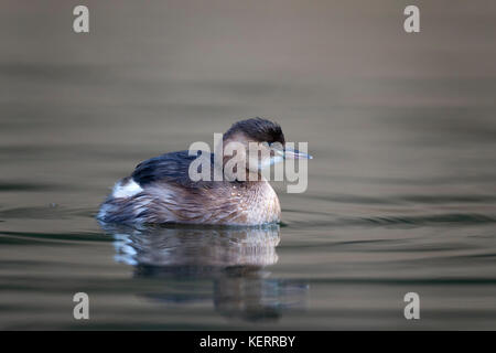 Kleiner Grebe; Tachybaptus ruficollis Single im Wintergefieder Cornwall; UK Stockfoto