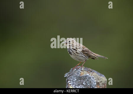 Meadow Pipit; Anthus pratensis Singlegesang Yorkshire; UK Stockfoto