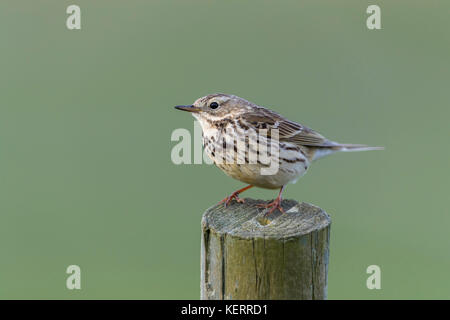 Wiesenpieper; Anthus pratensis Single auf Post Yorkshire, UK Stockfoto