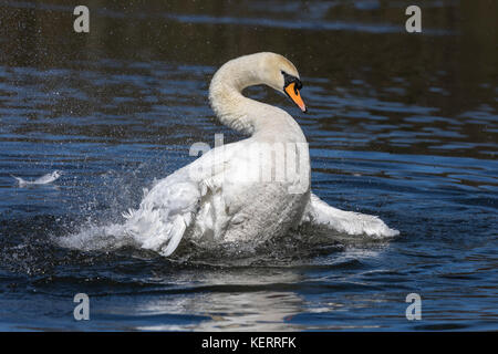 Höckerschwan Cygnus olor; Single Baden Cornwall, UK Stockfoto