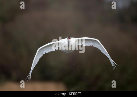 Stummer Schwan; Cygnus-Farbe Single im Flug Cornwall; Großbritannien Stockfoto