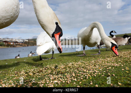 Stummer Schwan; Cygnus color Three; Fütterung Cornwall; Großbritannien Stockfoto