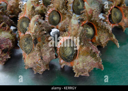 Murex Shell auf thailändischen Markt Stockfoto