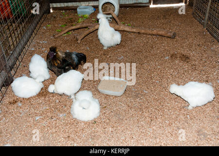 Silkie Huhn Stockfoto