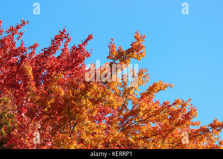 Bunte rote und orange Blätter auf treetop gegen den blauen Himmel Stockfoto