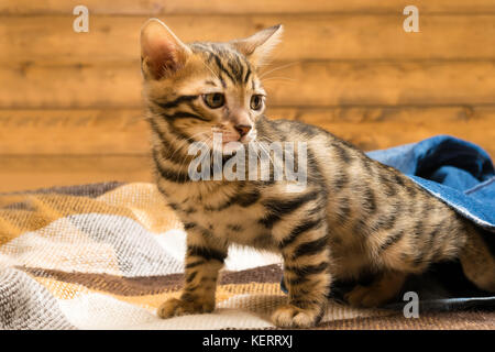Kätzchen aus dem blauen Hosen auf dem Holzboden Stockfoto