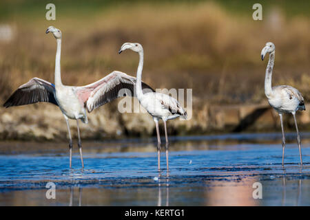 Mehr Flamingo in Nin, Kroatien Stockfoto