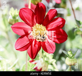 Biene auf Roten dahlien im garten im Sommer sonnigen Tag Stockfoto