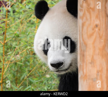 Panda Bär heraus seine Zunge Stockfoto