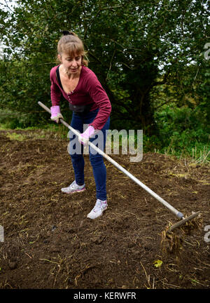 Frau Erledigen der freiwilligen Arbeit in Ihrer lokalen Gemeinschaft clearing Land für die Anpflanzung von wilden Blumen bereit, Headley Down, Hampshire, UK. 30. September 2017. Stockfoto