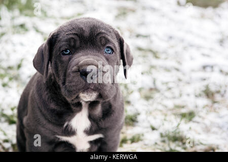 Schwarz neapolitanischer Mastiff Welpen Stockfoto