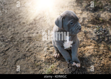 Grau neapolitanischer Mastiff Welpen Stockfoto