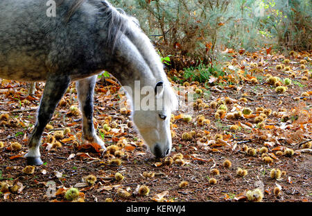 Wilden Ponys essen Kastanien vom Boden, holt Country Park, North Norfolk, England Stockfoto